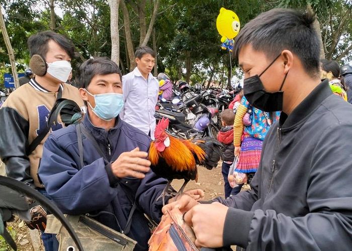 Rời hội xuân, tháng 2 (dương lịch) là thời gian thích hợp để các chú gà rừng lai được đưa đi thực hiện nhiệm vụ mới - bẫy gà rừng. 