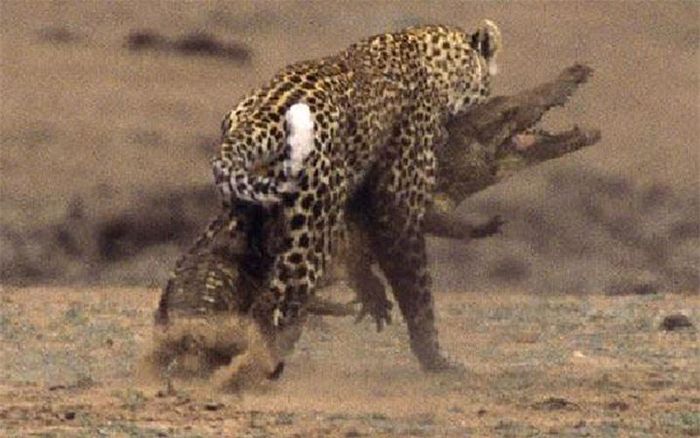 Trước đó, không hiểu vì lý do gì mà con cá sấu lại bò lên bờ và đi quá xa con sông.