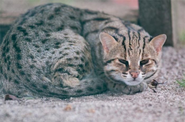 Mèo Ashera nằm trong số những giống mèo đắt và hiếm nhất hành tinh hiện nay. Chúng có giá lên tới 105.000 USD.