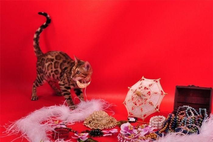 Mèo Bengal với bộ lông giống một chú báo này có giá khoảng từ 1.300 - 5.200 USD.