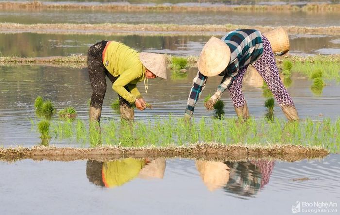 Trên địa bàn các huyện miền núi ở miền Tây xứ Nghệ thời tiết rét buốt về buổi sáng và chiều tối. Vì vậy, bà con tận dụng thời điểm nắng lên cấy lúa. Ảnh: Đình Tuân