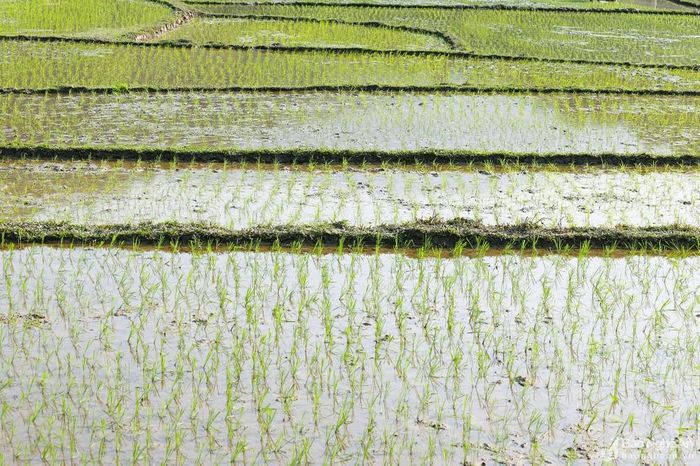 Theo số liệu của Phòng Nông nghiệp và Phát triển nông thôn huyện Tương Dương, toàn huyện có 935,5 ha lúa nước, trước Tết đã cấy được gần 200 ha. Nếu thời tiết thuận lợi thì chỉ vài ngày nữa bà con sẽ khép kín diện tích. Ảnh: Đình Tuân