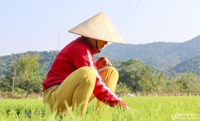 Buổi sáng sớm, khi trời còn rét, người dân tranh thủ nhổ mạ. Ảnh: Thanh Phúc