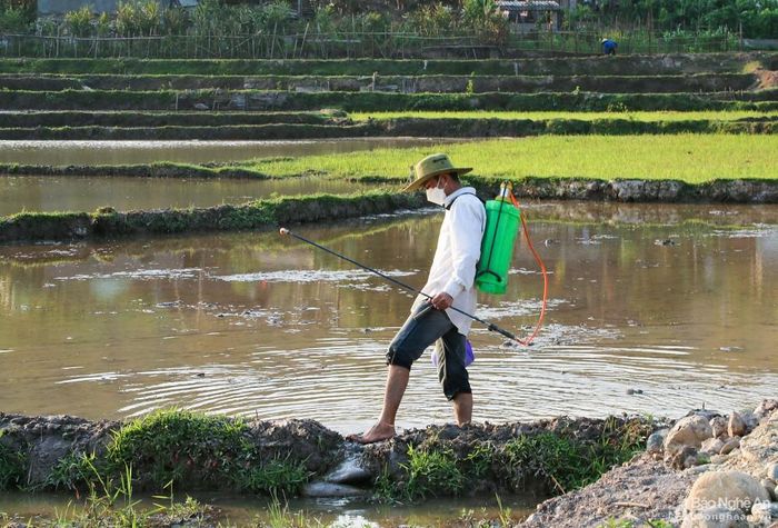 Trước khi cấy nhiều người dân phun thuốc diệt ốc để hạn chế tình trạng ốc bươu vàng phá hại mạ non. Ảnh: Đình Tuân