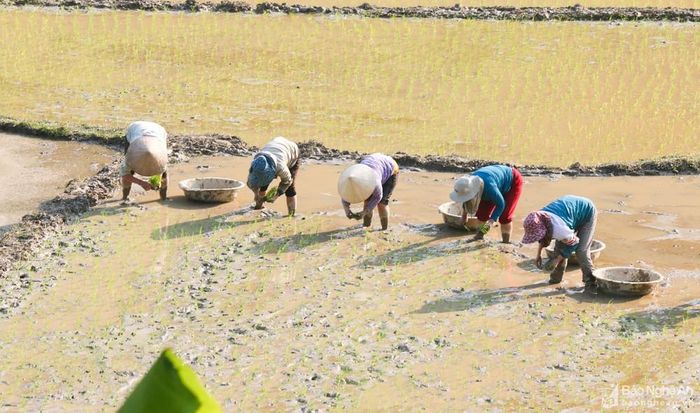 Để kịp thời vụ, bà con “đổi công” cho nhau, cấy nhà này xong thì tập trung cấy cho nhà khác. Đông người nên khí thế lao động cũng hồ hởi hơn. Ảnh: Đình Tuân