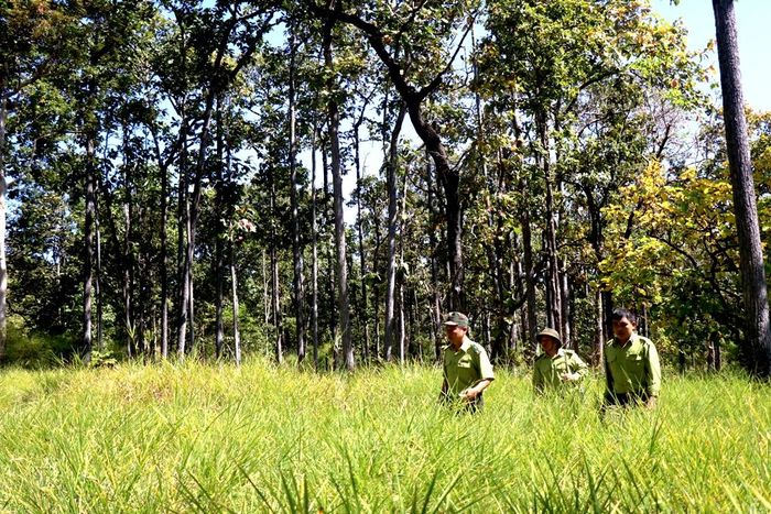 ... để hiểu thêm về cuộc sống của lực lượng Kiểm lâm Vườn Quốc gia Yok Đôn đang ngày đêm không quản ngại vất vả bảo vệ bình yên cho những cánh rừng khộp quý giá, https://dulich.petrotimes.vn/