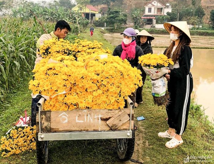 Hoa được bán sỉ tại vườn với giá từ 2.500-3.000 đồng/bông. Ảnh: Thanh Phúc