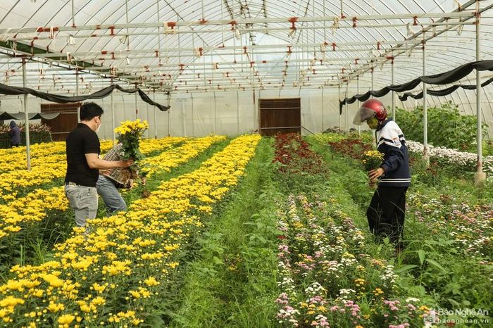 Nhiều diện tích hoa nhà màng cũng trồng rải vụ để cung ứng cho thị trường sau Tết. Ảnh: Thanh Phúc