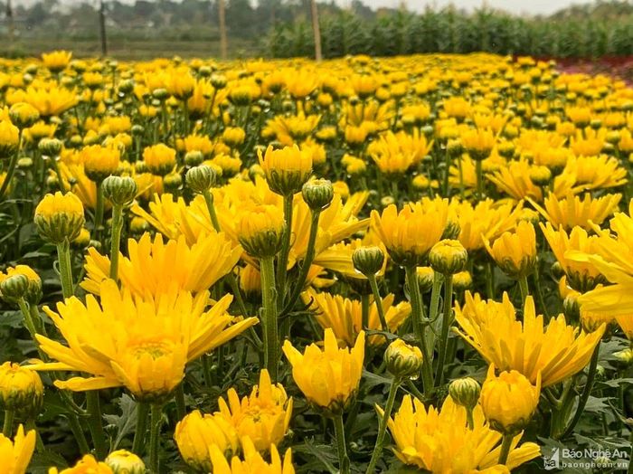 Dịp Rằm tháng Giêng, anh Thắng (xã Thanh Lĩnh, Thanh Chương) cung ứng ra thị trường 6.000 bông cúc. Ảnh: Thanh Phúc