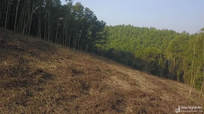 Phần đất rừng đang tranh chấp đã bị chặt phá cây cối. Ảnh: Tiến Đông