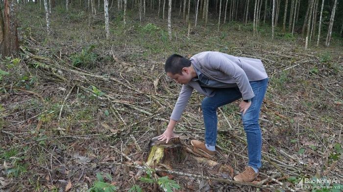 Nhiều cây keo, tràm có kích thước lớn đã bị chặt phá. Ảnh: Tiến Đông