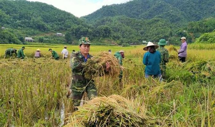 Bộ đội biên phòng giúp nhân dân xã Yên Khương, huyện miền núi Lang Chánh (Thanh Hóa) gặt lúa.