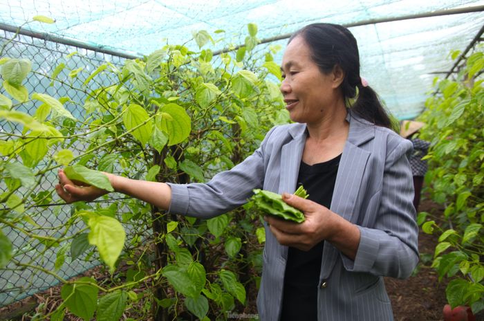 Gia đình bà Nguyễn Thị Hoa (SN 1967, trú tại xóm 5, xã Nghi Ân,) là một trong 3 hộ dân có diện tích trồng trầu nhiều nhất xã. Vườn trầu của gia đình bà rộng 1.500m2 với hàng trăm gốc cây đã có tuổi đời hàng chục năm.