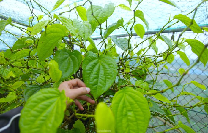 Hàng tháng vườn trầu cũng giúp cho gia đình bà Hoa có thu nhập đều khoảng 20 triệu đồng.