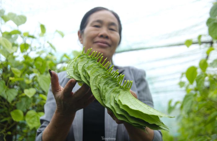 Lá trầu không loại 1 được tuyển chọn có tiêu chí to vừa phải, xanh thẫm đẹp và đều, không bị lỗi sẽ được bán để phục vụ việc thắp hương với giá từ 1.000-1.500 đồng/1 lá. Có thời điểm, 1 lá có giá 3.000 đồng.