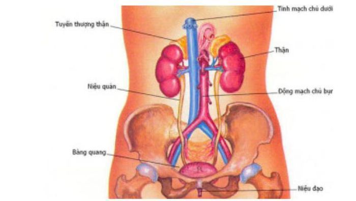 Thận là cơ quan có vị trí ở sau lưng, nằm 2 bên cột sống và ở trên eo. Ảnh: BSCC