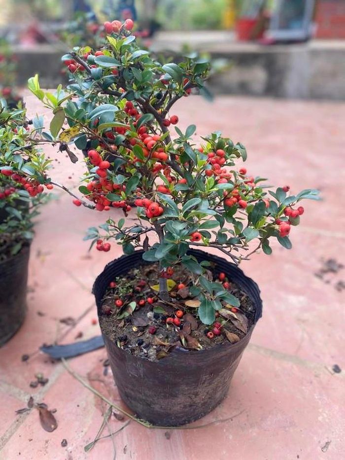 Những chậu táo gai với nhiều quả đỏ chi chít bắt mắt, cành nào cành nấy đều trĩu quả. Ảnh: Facebook
