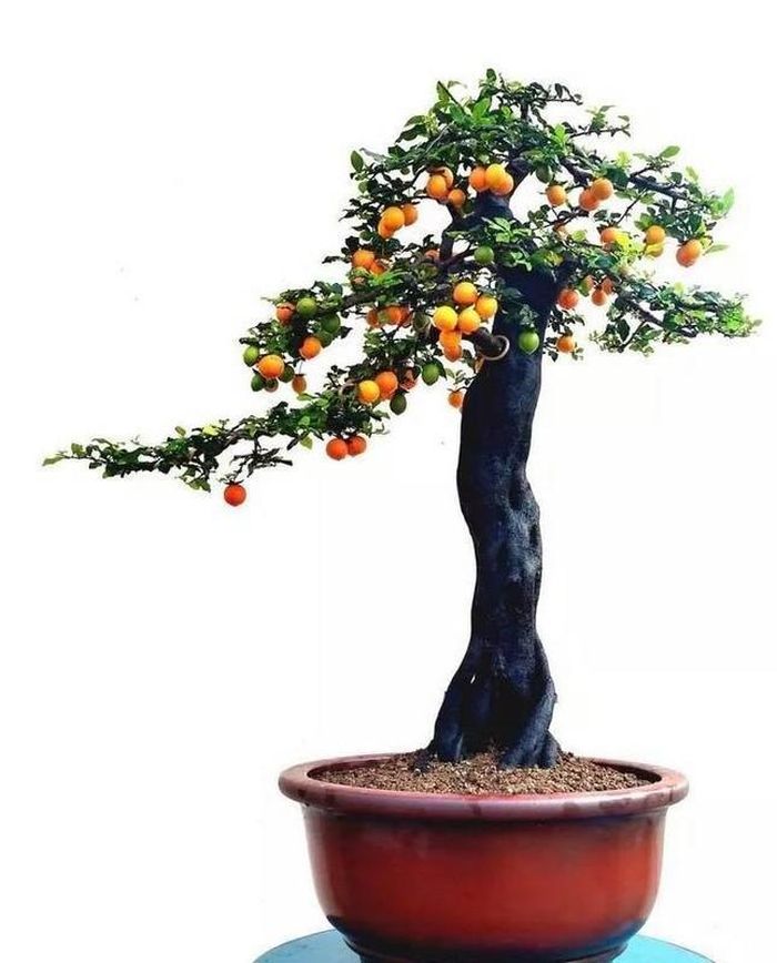 Giá của loại cây này đắt là bởi cây mọc thành rừng, tượng trưng cho sự đoàn kết, tương trợ lẫn nhau. Ảnh: Facebook