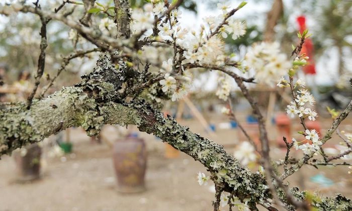 Cành mận nhỏ giá từ 100.000 - 400.000 đồng/cành. Những cành to hơn giá lên tới vài triệu đồng. Ảnh: VTCNews