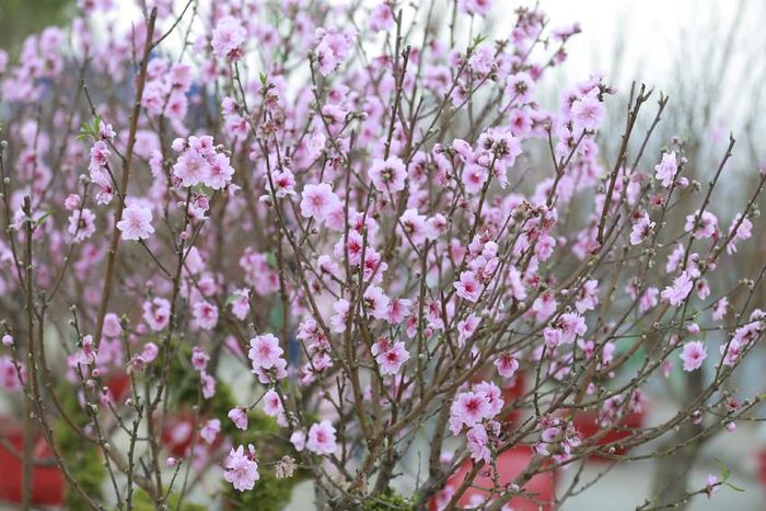 Sự cần mẫn của người dân nơi đây đã góp phần mang không khí xuân đến muôn nơi.