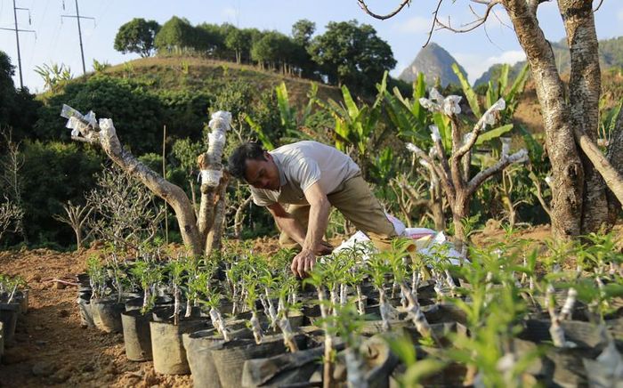 Những ngày sau tết cũng là khoảng thời gian phù hợp để ghép phôi đào.