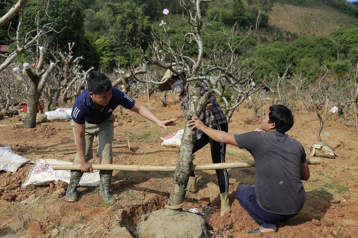 Việc trồng đào phải thực hiện xong trong tháng Giêng mới đảm bảo cho đào phục hồi, phát triển cho vụ tết sau.