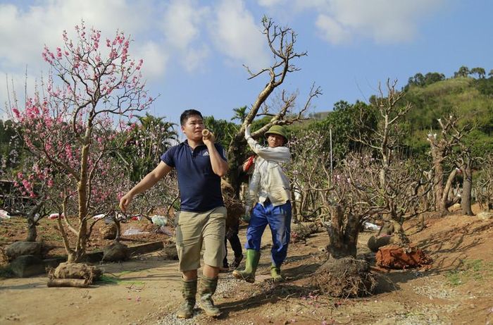 Những nhà vườn nơi đây tất bật bắt đầu một vụ đào mới.