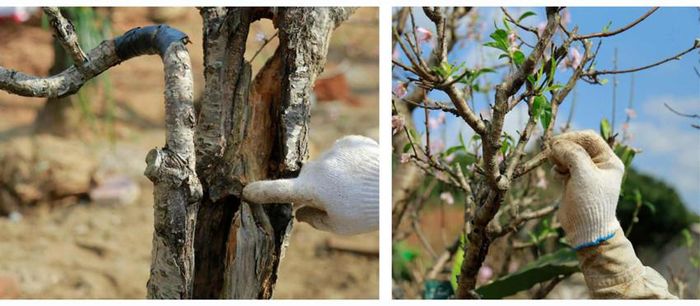 Lo nhất là đào bị mối, sâu bệnh hoặc nấm.