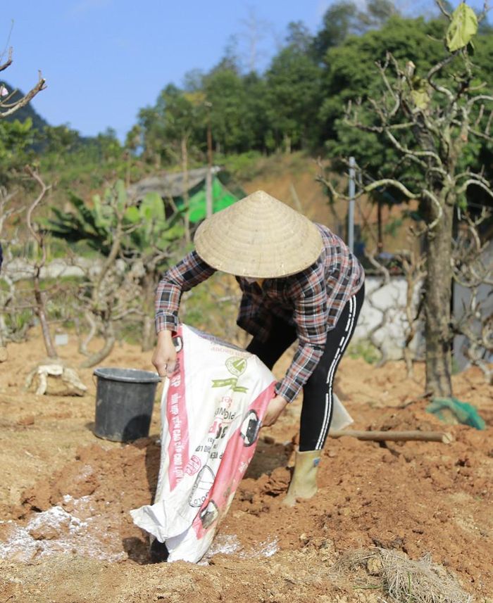 Khâu làm đất trước khi trồng cũng phải được chuẩn bị kỹ lưỡng.