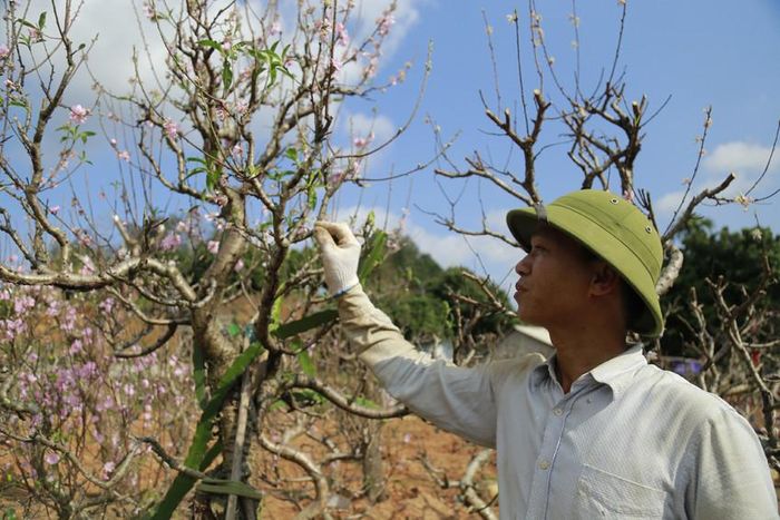 Năm nay, đào nở muộn nên khách đến gửi đào cũng muộn hơn so với mọi năm.