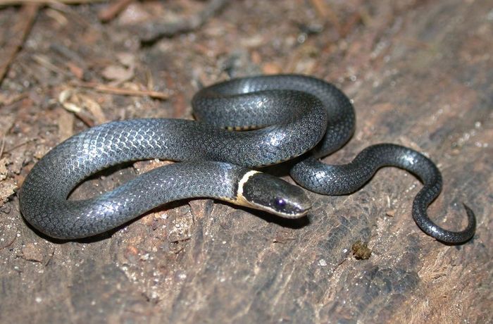 2. Rắn Ringneck. Rắn Ringneck có kích thước rất nhỏ, chúng có thể cuộn tròn trong tay bạn. Cơ thể chúng thường có màu đen xám, phía trên có bụng màu vàng cam. Tuy loài rắn này có nọc độc nhẹ nhưng nọc độc dường như không gây hại cho con người.