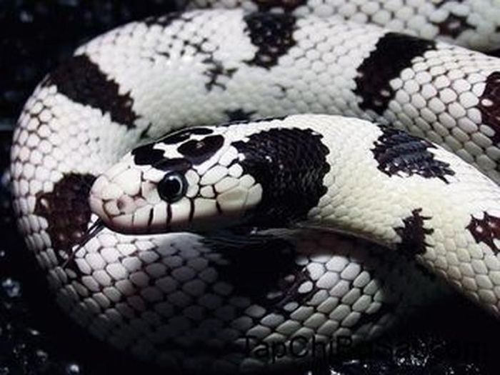 Rắn vua California kingnake có màu nâu đen với các dải màu trắng nhạt và đôi mắt to đen.