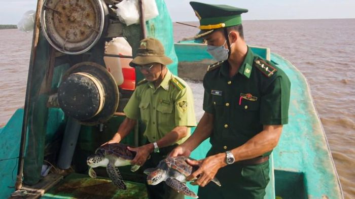 Ngư dân bắt được 3 cá thể rùa biển họ Vích trong lúc đánh lưới tại khu vực cửa biển Trần Đề