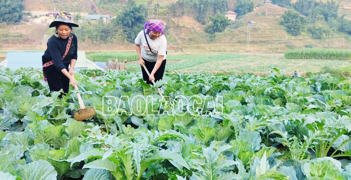 Người dân vùng cao đẩy mạnh phát triển sản xuất nông nghiệp hàng hóa.