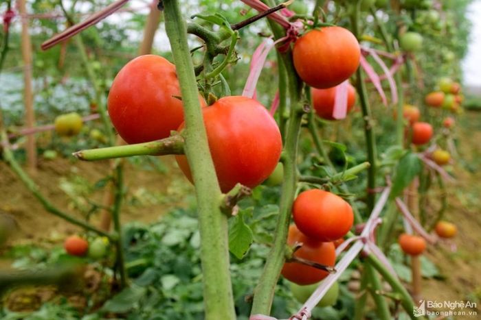 Bà con huyện Quỳnh Lưu thường chọn giống cà chua nông hữu để trồng. Ảnh: Xuân Hoàng