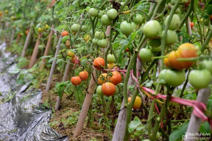 Năm nay cà chua năng suất thấp hơn các năm trước, nhưng bù lại giá bán lại cao hơn. Ảnh: Xuân Hoàng
