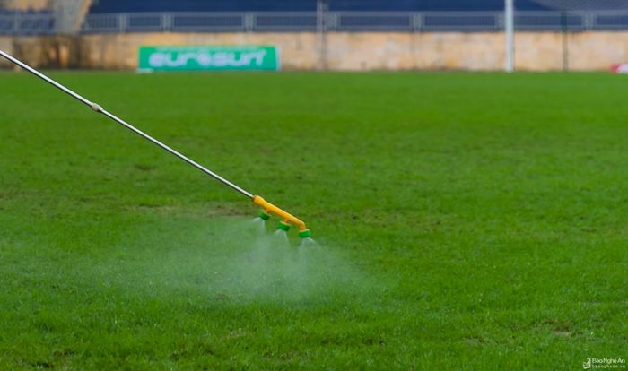Tuy nhiên loại cỏ này lại rất khó chăm sóc, dễ sâu bệnh, khó sống ở điều kiện mưa dầm kèm sương muối tại miền Bắc. Vì vậy, vào mùa đông cỏ thường bị chết, dập nát tạo nên mặt sân xấu. Ảnh: Đức Anh