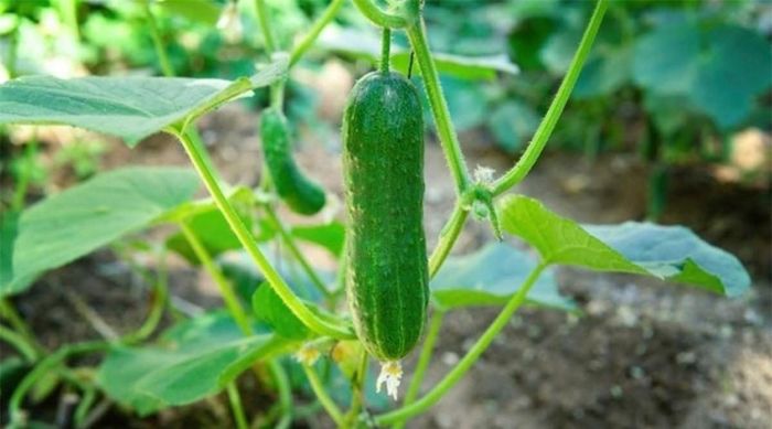 Dưa leo: Vỏ dưa leo rất giàu vitamin và khoáng chất. Nó có tác dụng lợi tiểu, giảm sưng phù, tốt cho cả người bị tiểu đường. Vì vậy khi ăn dưa leo nên để cả vỏ. Ảnh minh họa