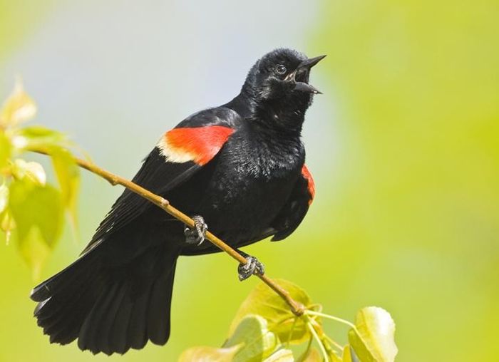 Chim sáo vai đỏ Red-winged Blackbird.
