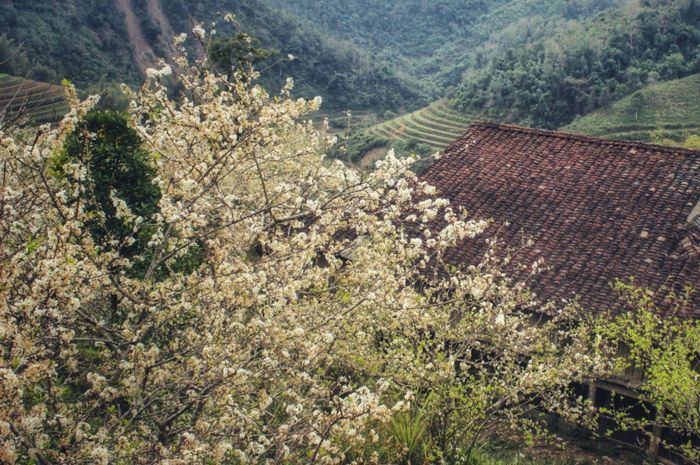 Khung cảnh hoa mận bung nở bên nếp nhà sàn của đồng bào người Giáy mang đến cảm giác bình yên. Du khách có thể ở lại để thưởng lãm bản sắc văn hóa hấp dẫn của người Giáy trong các homstay trên bản Tát Ngà