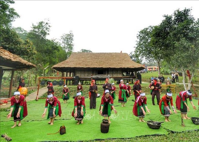 Màn gặt lúa của dân tộc Thổ tỉnh Thanh Hóa.