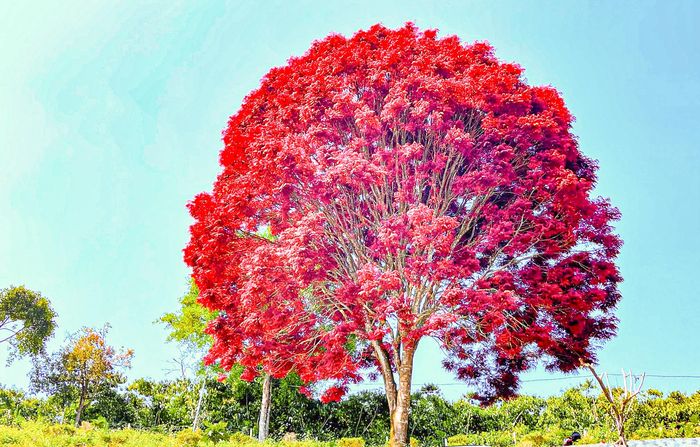  Cây lá đỏ khoe sắc đẹp mê hồn nhuộn đỏ cả một khung trời dưới chân núi Chúa. Ảnh: Trùng Dương. 