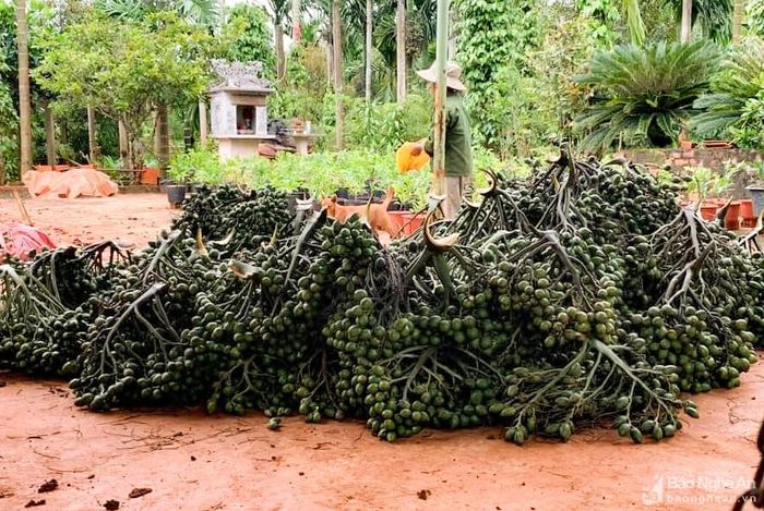 Giá cau non hiện tại đang dao động từ 8.000 - 12.000 đồng/kg, tăng gấp 3-4 lần so với thời điểm tháng11/2022. Ảnh: Thanh Phúc