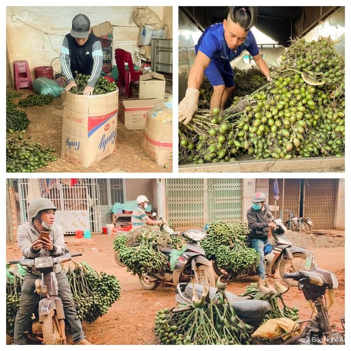 Hiện giá cau đã tăng, thương lái thu mua trở lại nhưng so với thời điểm năm 2021, giá cau cũng mới chỉ bằng 1/5. Ảnh: Thanh Phúc