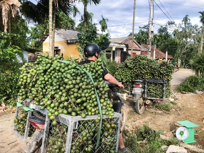 Thương lái đến tận vườn thu mua. Ảnh: Thanh Phúc