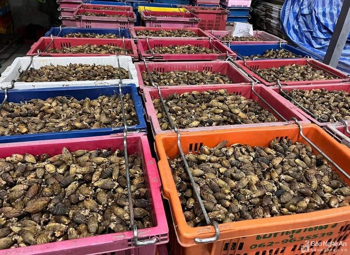 Cau được luộc, sấy rồi nhập sang Trung Quốc theo đường tiểu ngạch. Ảnh: Thanh Phúc