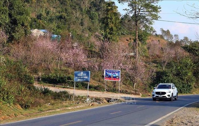 Khu vực đường đi lên bản Tô Y Phìn của huyện Phong Thổ có hàng trăm cây hoa đào nở rực tạo nên một bức tranh tuyệt đẹp.