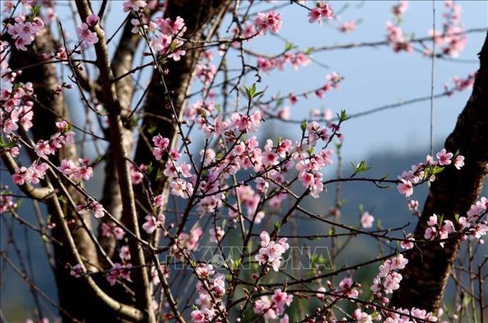 Có những cây đào với tuổi thọ hàng chục năm tuổi từng lớp từng lớp đua nhau khoe sắc.