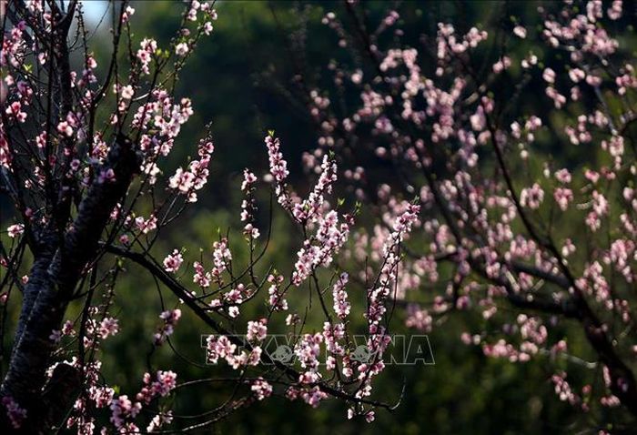 Ánh nắng chiều càng tô thêm sắc thắm của hoa đào tạo ra khung cảnh lung linh.