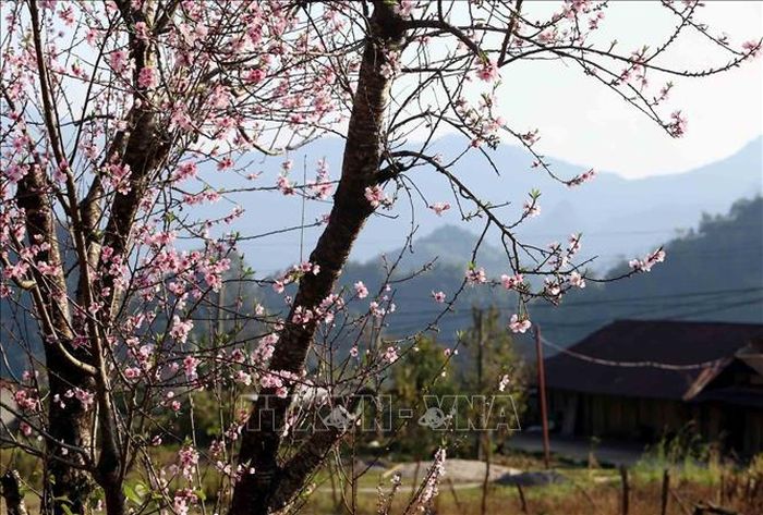 Có những cây đào với tuổi thọ hàng chục năm tuổi từng lớp từng lớp đua nhau khoe sắc.